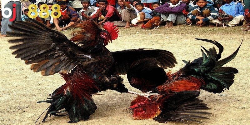 Lợi ích hấp dẫn khi coi đá gà campuchia 67 trực tiếp
