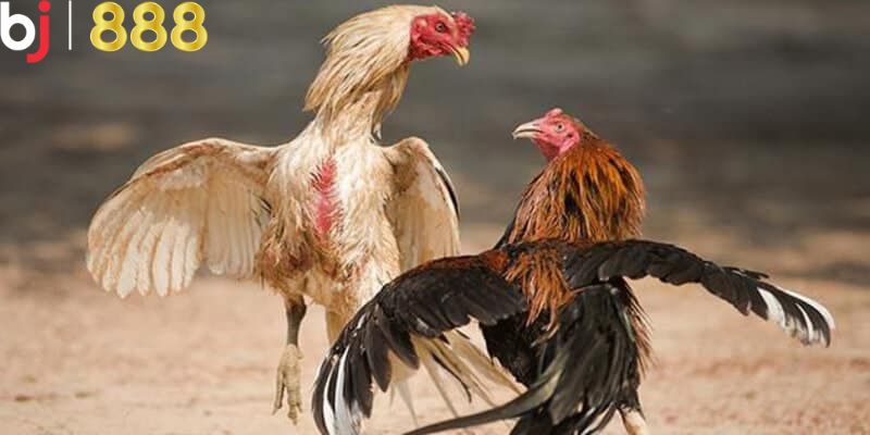 Điều thú vị khi tham gia cá cược đá gà BJ888