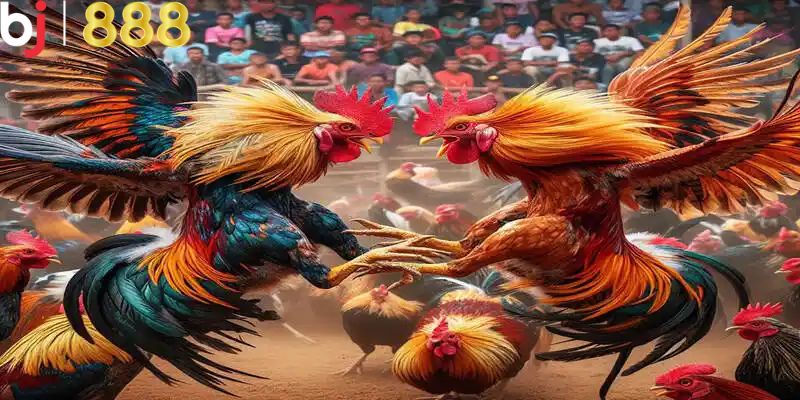 Tổng hợp những lưu ý cần biết khi tham gia chơi đá gà C1 BJ888