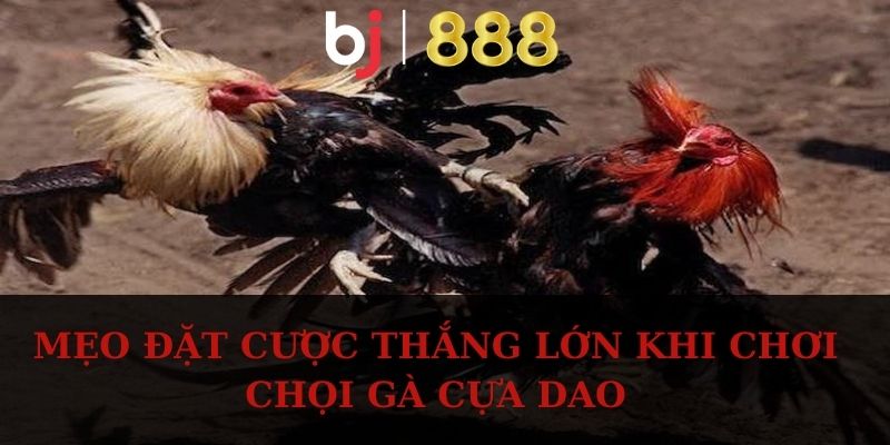 Mẹo đặt cược thắng lớn khi chơi chọi gà cựa dao