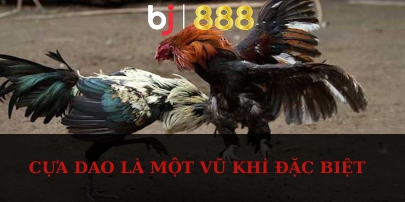 Cựa dao là một vũ khí đặc biệt 