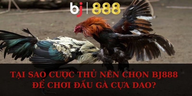 Tại sao cược thủ nên chọn BJ888 để chơi đấu gà cựa dao?