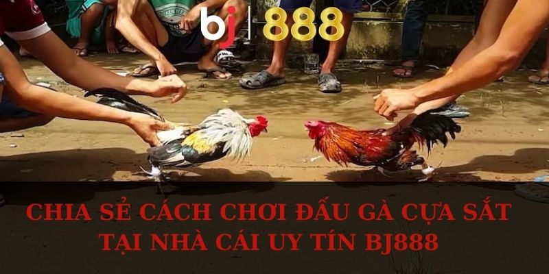 Chia sẻ cách chơi đấu gà cựa sắt tại nhà cái uy tín BJ888