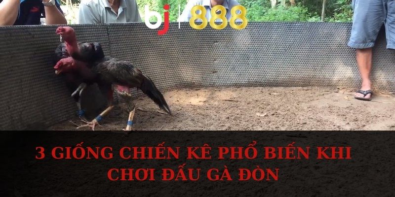 3 giống chiến kê phổ biến khi chơi đấu gà đòn