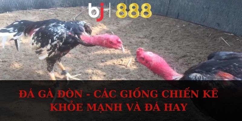 da ga don anh dai dien