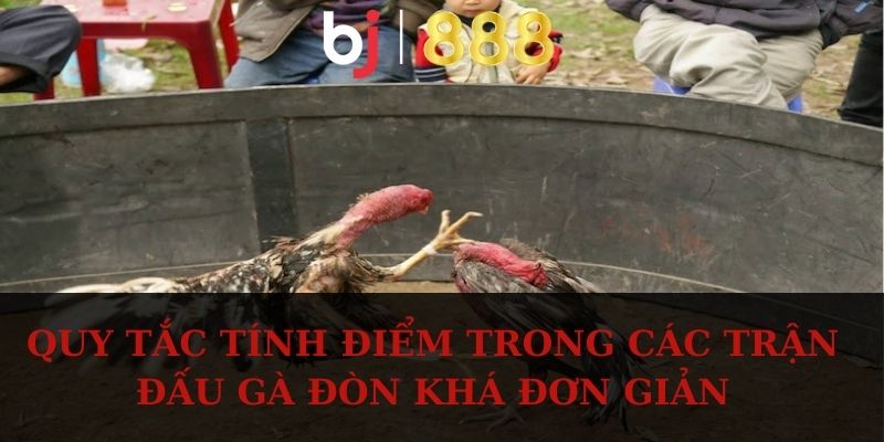 Quy tắc tính điểm trong các trận đấu gà đòn khá đơn giản