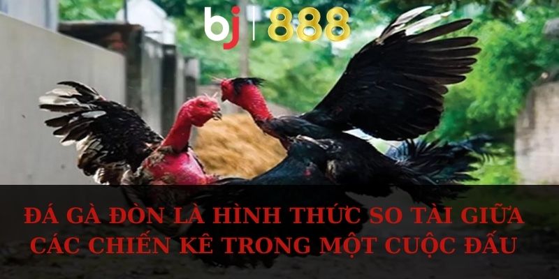 Đá gà đòn là hình thức so tài giữa các chiến kê trong một cuộc đấu
