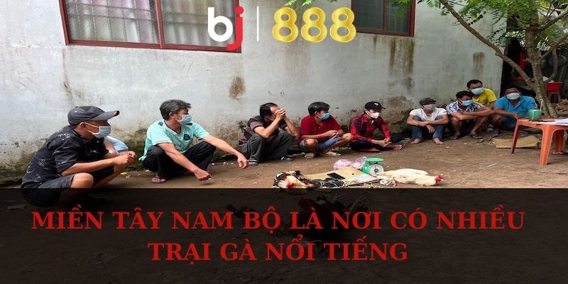 Miền Tây Nam Bộ là nơi có nhiều trại gà nổi tiếng