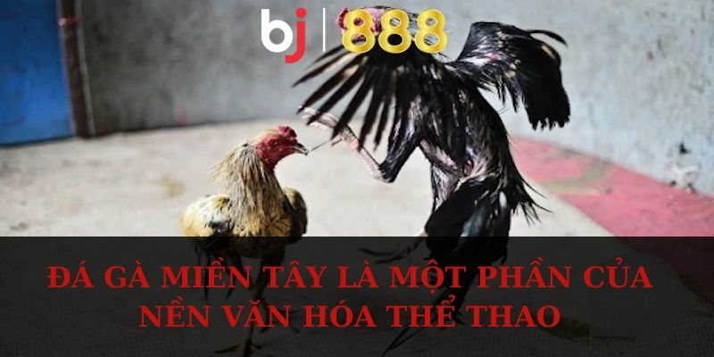 Đá gà miền Tây là một phần của nền văn hóa thể thao 