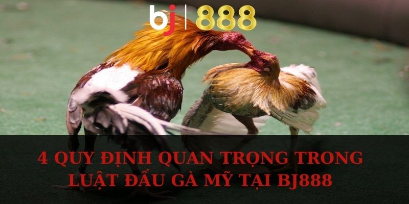 4 quy định quan trọng trong luật đấu gà Mỹ tại BJ888