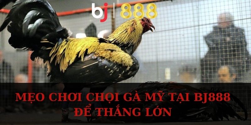 Mẹo chơi chọi gà mỹ tại BJ888 để thắng lớn
