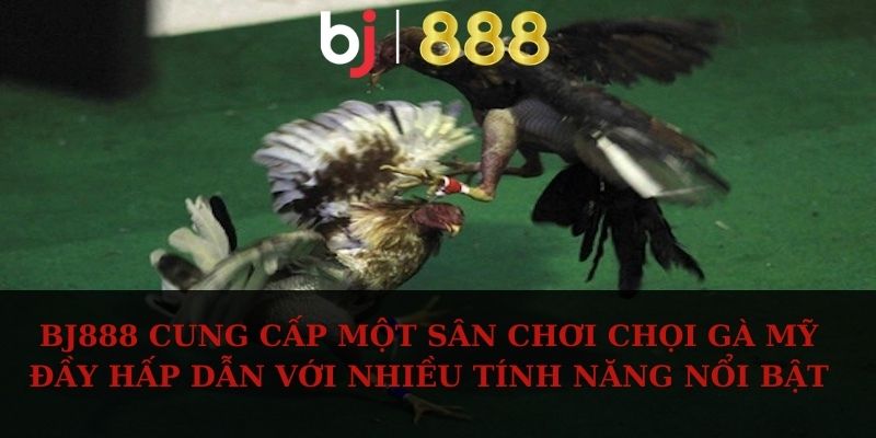 BJ888 cung cấp một sân chơi chọi gà Mỹ đầy hấp dẫn với nhiều tính năng nổi bật