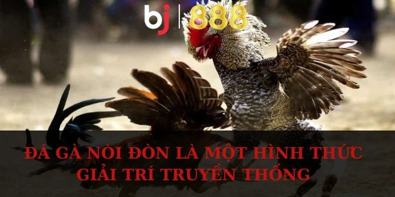 Đá gà nòi đòn là một hình thức giải trí truyền thống 