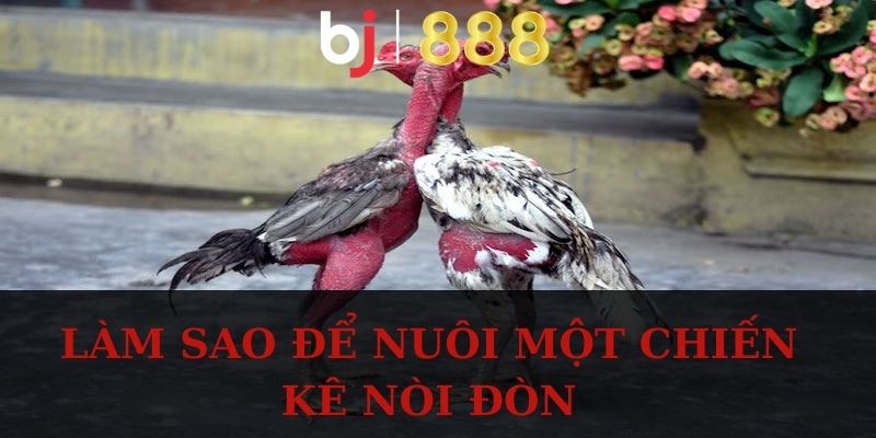 Làm sao để nuôi một chiến kê nòi đòn