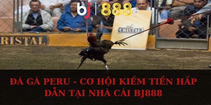 da ga peru anh dai dien