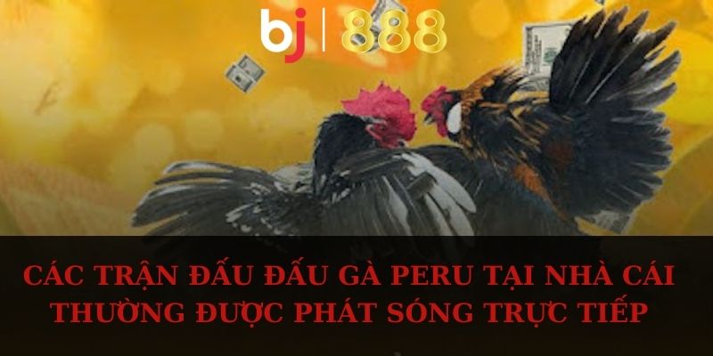 Các trận đấu gà Peru tại nhà cái thường được phát sóng trực tiếp