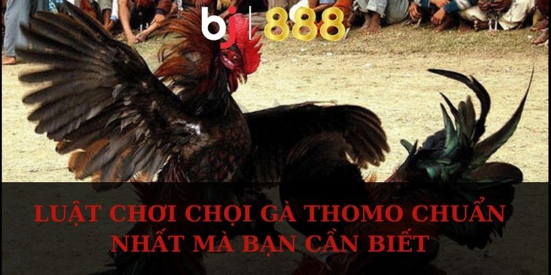 Luật chơi chọi gà Thomo chuẩn nhất mà bạn cần biết