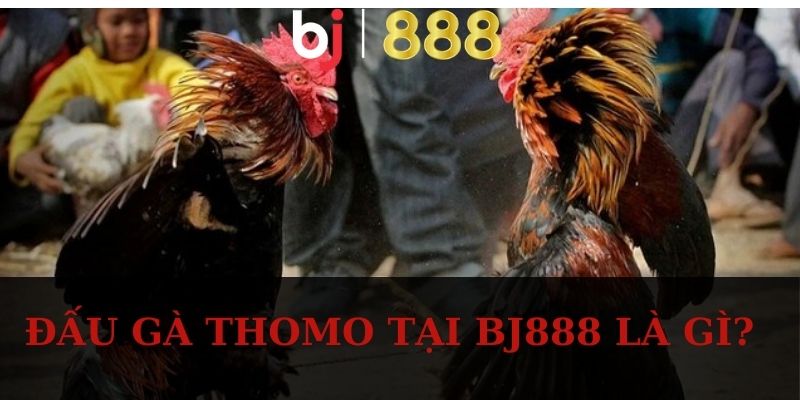Đấu Gà Thomo tại BJ888 là gì?