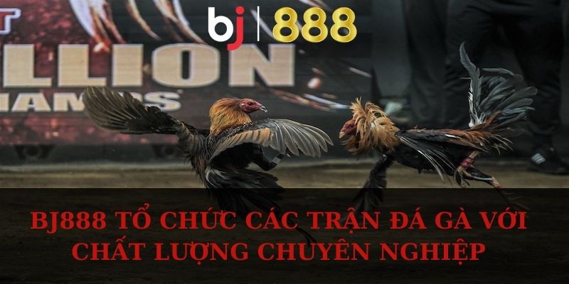 BJ888 tổ chức các trận đá gà với chất lượng chuyên nghiệp