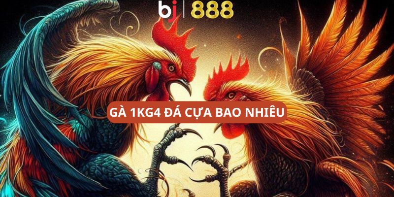 GA 1KG4 DA CUA BAO NHIEU