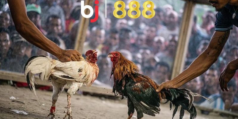 Thể lệ thời gian thi đấu cho các trận đấu đá gà C1