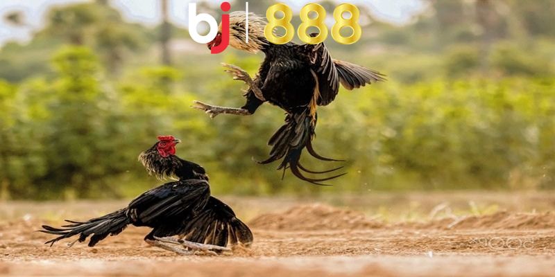 Tìm hiểu đôi nét cơ bản về đá gà C1 là gì?