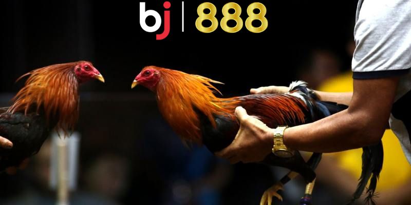 Bỏ túi kinh nghiệm bổ ích chinh phục đá gà đen