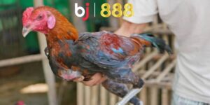 ga cat tai bao lau thi da duoc anh dai dien