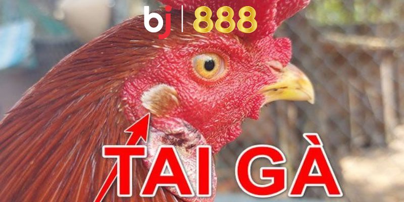 Chiến kê dưới 6 tháng tuổi không nên cắt tai