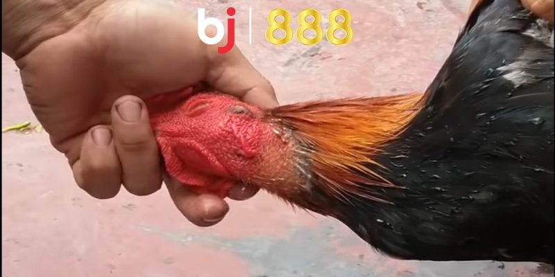 Giải đáp gà cắt tai bao lâu thì đá được cho sư kê