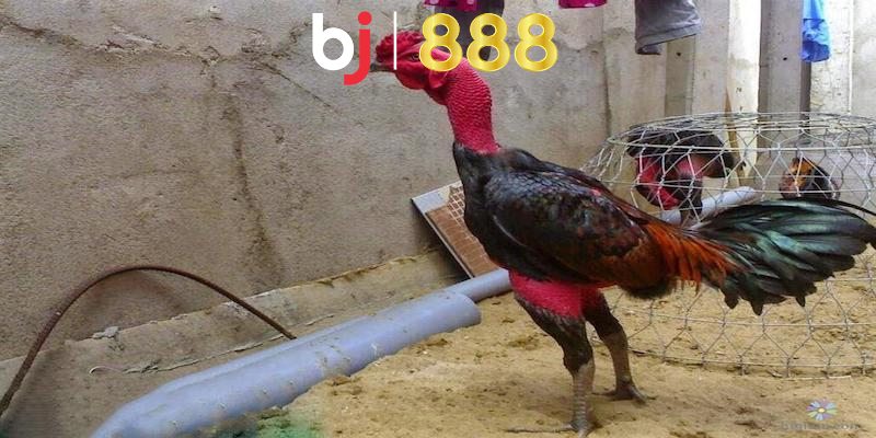 Gà Chọi Nuôi Bao Lâu Thì Đá Được Và Những Thông Tin Khác 3 yếu tố ảnh hưởng đến thời gian gà chọi nuôi bao lâu thì đá được