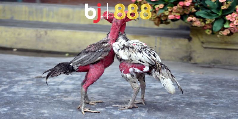 Gà Chọi Nuôi Bao Lâu Thì Đá Được Và Những Thông Tin Khác Các dấu hiệu cho thấy chiến kê đã sẵn sàng để đá