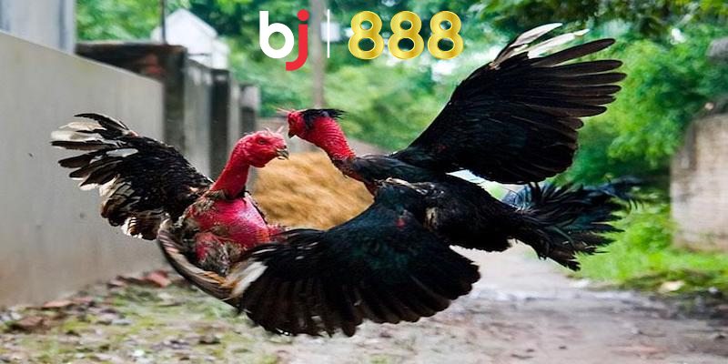 Gà Chọi Nuôi Bao Lâu Thì Đá Được Và Những Thông Tin Khác Giải đáp thắc mắc gà chọi nuôi bao lâu thì đá được chi tiết