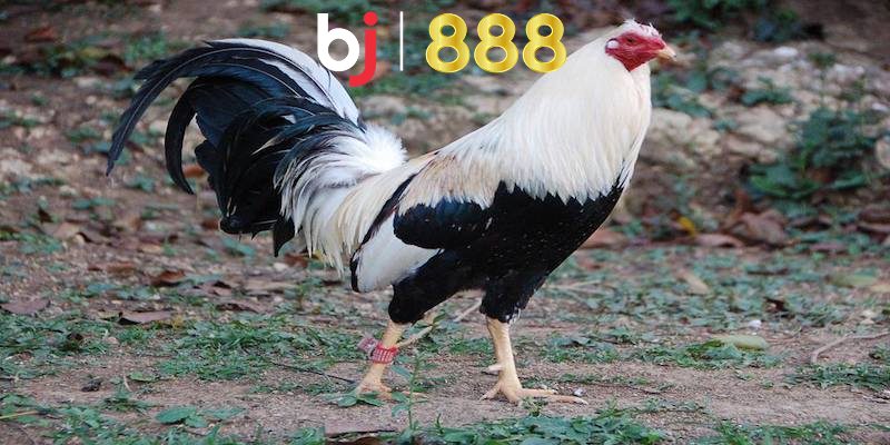 Chia sẻ về chế độ tập luyện gà đá bo lớn là gì