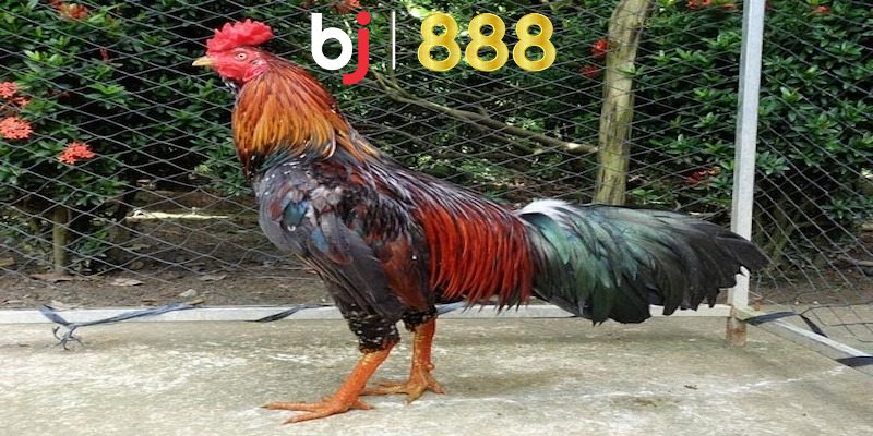 Tạo môi trường sống an toàn, chất lượng cho gà chọi luôn khoẻ mạnh