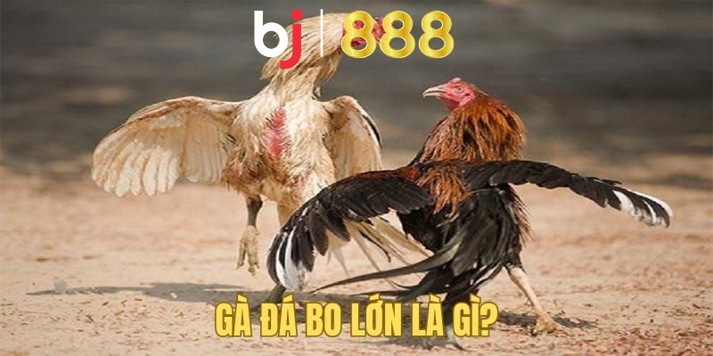 Gà đá bo lớn là những chiến kê có ngoại hình vạm vỡ