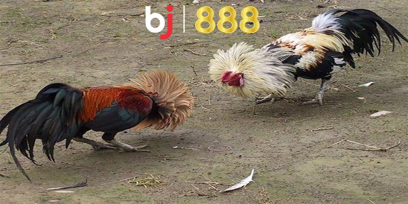 Gà đá về cho uống thuốc gì để lấy lại sức khỏe tốt nhất