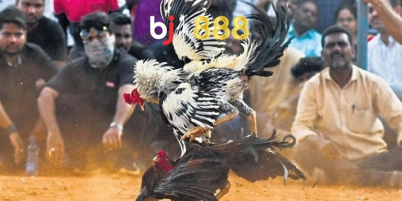Những bước chăm sóc gà trước khi đá