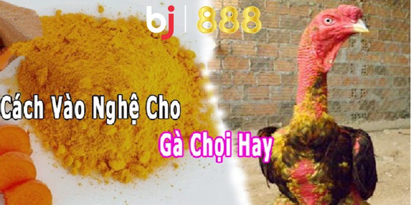 Gà Vào Nghệ Bao Lâu Thì Đá Được Và Luôn Có Sức Khoẻ Mạnh ga vao nghe bao lau thi da duoc anh dai dien