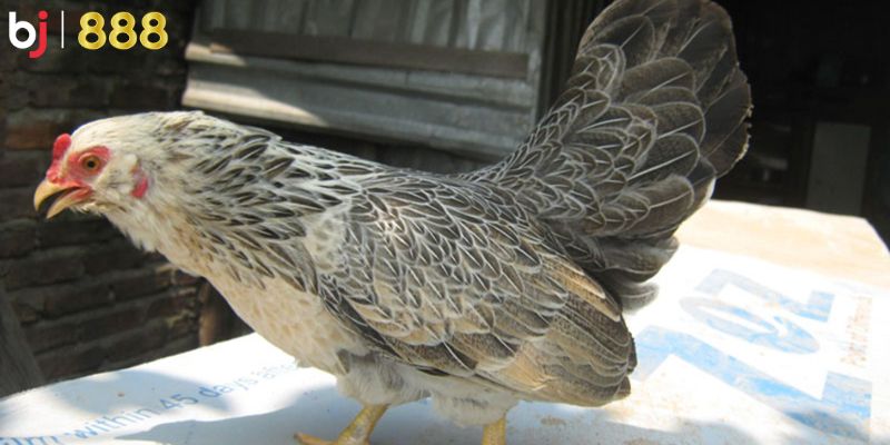 Các tiêu chuẩn trong cách chọn thật chính xác