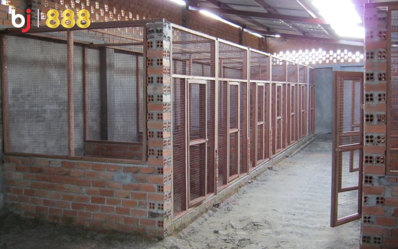 Cách làm chuồng gà chọi