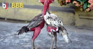 Cách nhận biết gà chọi tốt