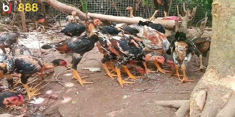 Cách nuôi gà chọi đòn