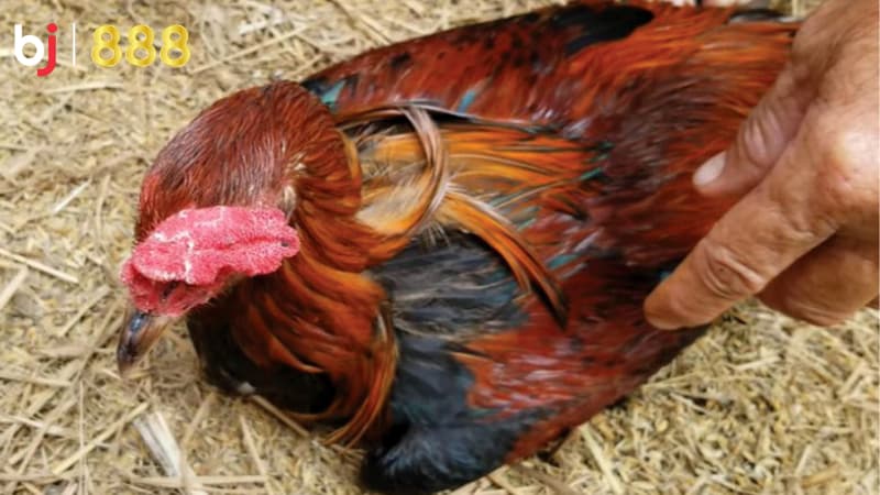 cách trị bệnh cho gà chọi