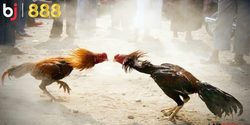 Thường xuyên kiểm tra sức khỏe của gà