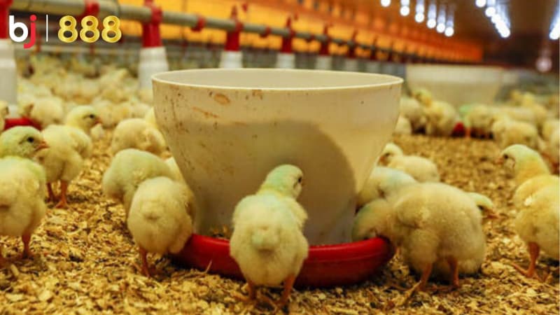 chăm sóc gà chọi mùa đông