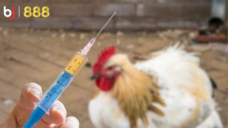 chăm sóc gà chọi mùa đông