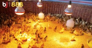 Tìm hiểu về chăm sóc gà chọi mùa đông