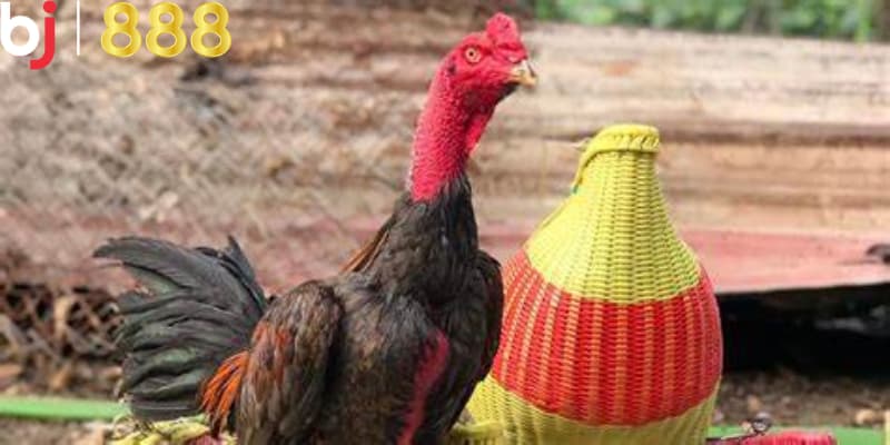 Các phương pháp chăm sóc gà chọi vào mùa mưa&nbsp;
