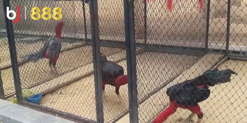 Chăm sóc gà chọi sau đá